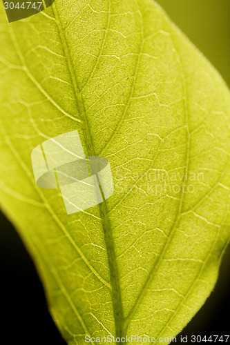 Image of Green leaf