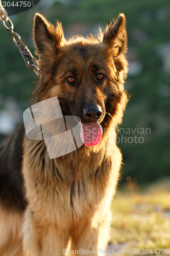 Image of German shepherd dog