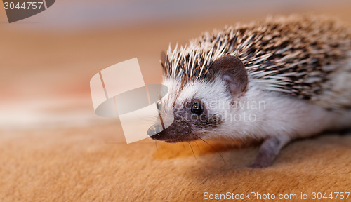 Image of African white- bellied hedgehog