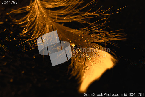 Image of Yellow feather with water drops