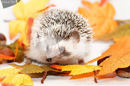 Image of African white- bellied hedgehog