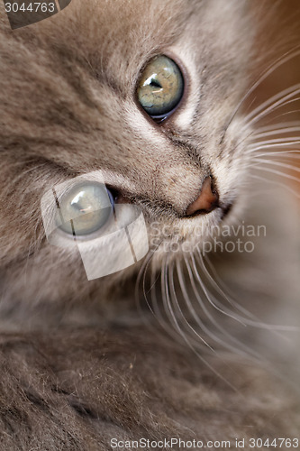 Image of Beautiful grey kitten