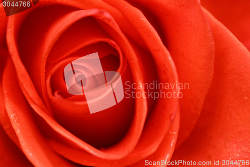 Image of Beautiful red rose closeup