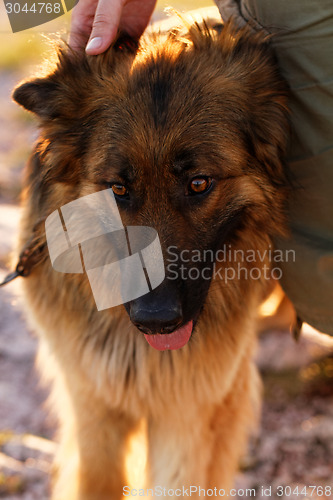 Image of German shepherd dog