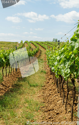 Image of Tokay grapes