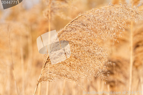 Image of Gold grass