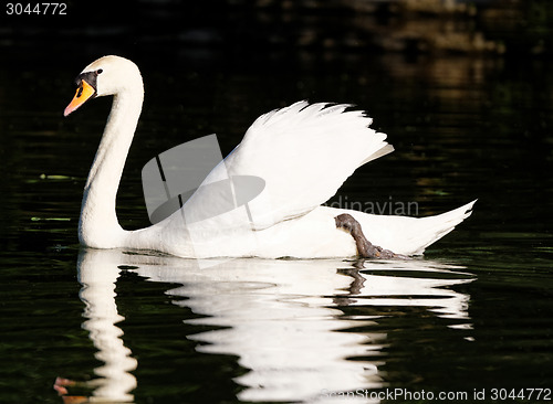 Image of Beautiful swan 