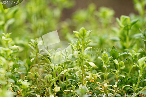 Image of Green plant