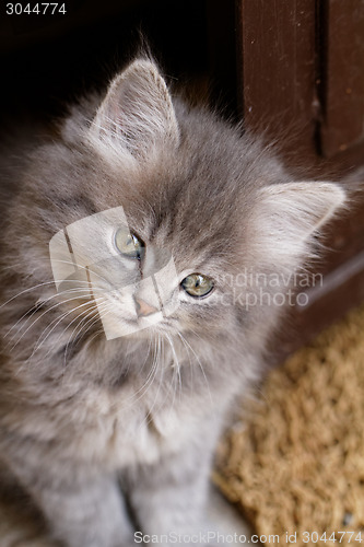 Image of Beautiful grey kitten