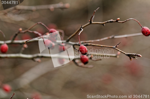 Image of Rosehip