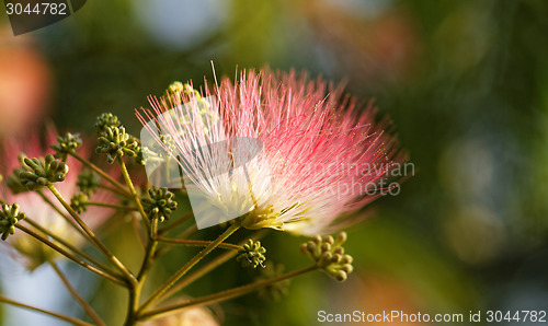 Image of Flowers of acacia