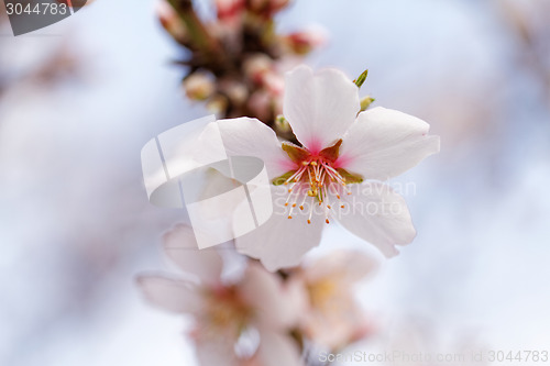 Image of Tree flowering