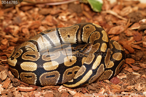 Image of Ball Python (Python regius)