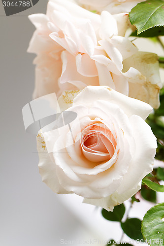 Image of Bright pink rose blooming in garden