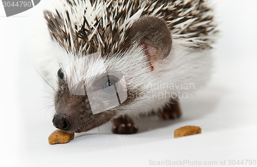 Image of African white- bellied hedgehog