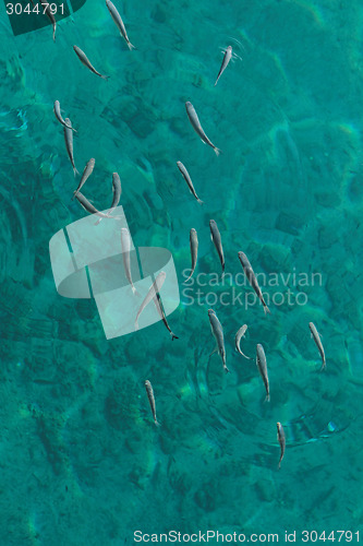 Image of Small fish