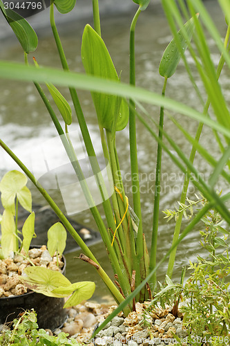 Image of Pond plants - detail