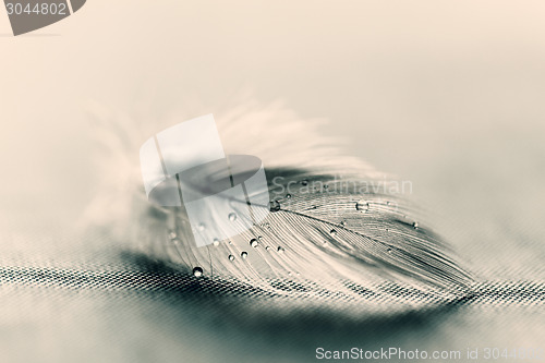 Image of White feather with water drops