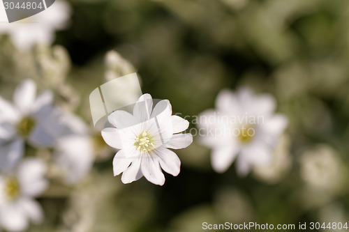 Image of White flower