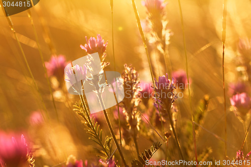 Image of Meadow at sunset