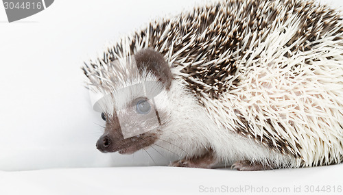 Image of African white- bellied hedgehog