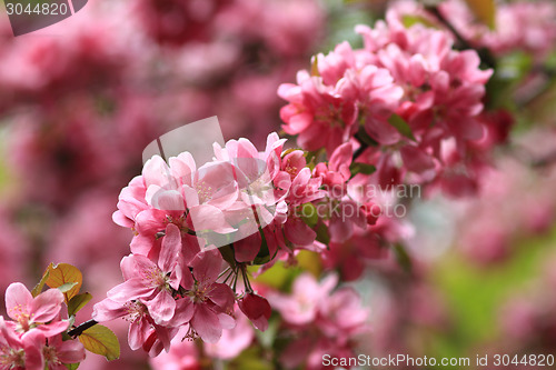 Image of Pink flower