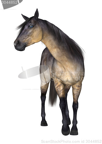 Image of Horse