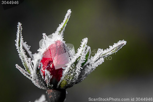 Image of Frozen rose