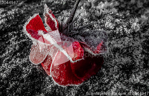 Image of frozen rose