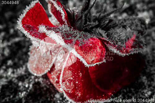 Image of Frozen rose