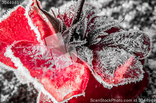 Image of Frozen rose