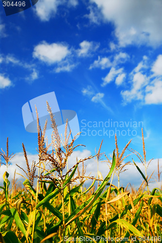 Image of Corn field