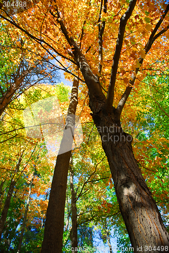 Image of Fall forest