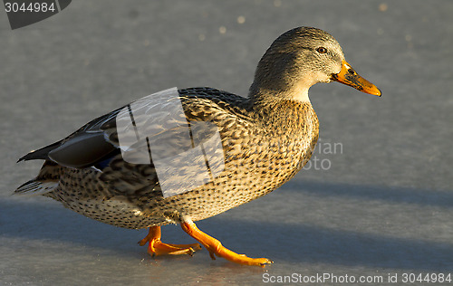 Image of Mallard on the ice