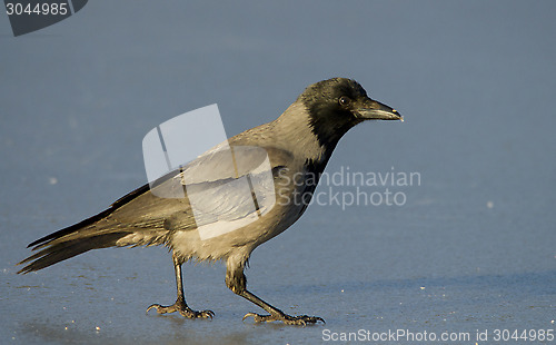 Image of Hooded Crow on the ice