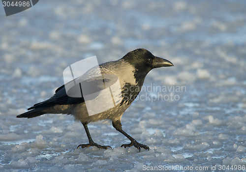 Image of Hooded Crow on the ice