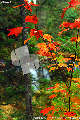 Image of Fall forest and river