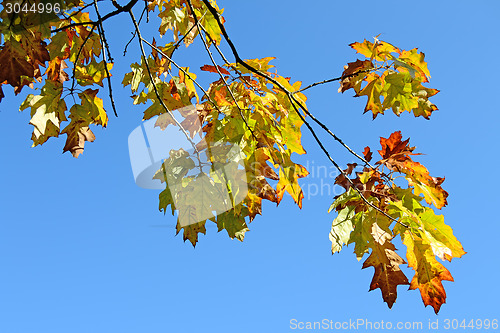 Image of Autumn leaves