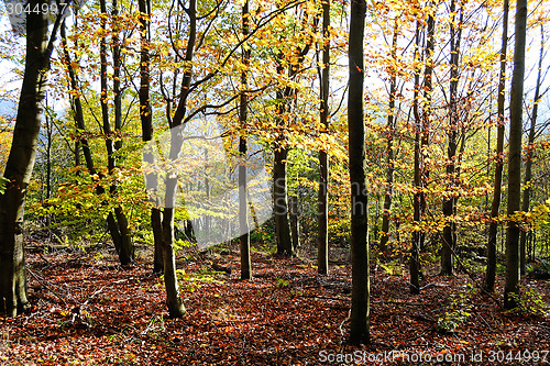 Image of Autumn Forest