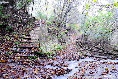 Image of Rain in Forest