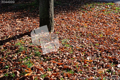 Image of Park in Autumn