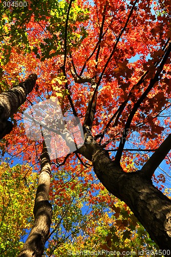 Image of Autumn maple trees