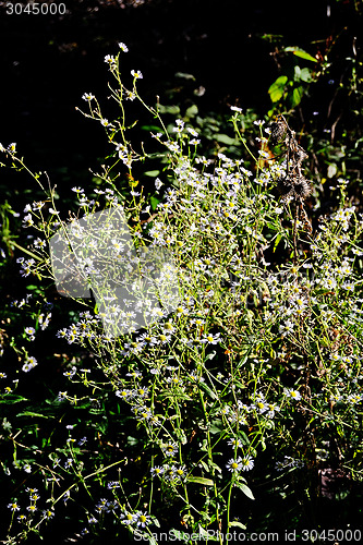 Image of Flowers