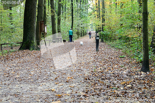 Image of Forest Path