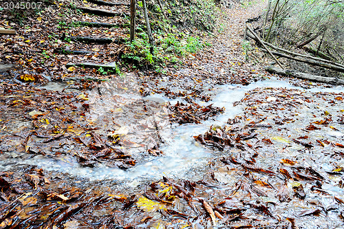 Image of Rain in Forest