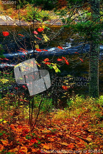 Image of Fall forest and river