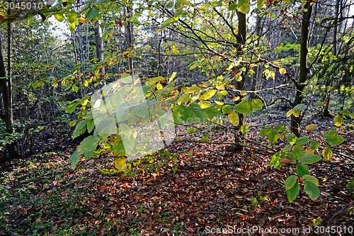 Image of Beech Tree