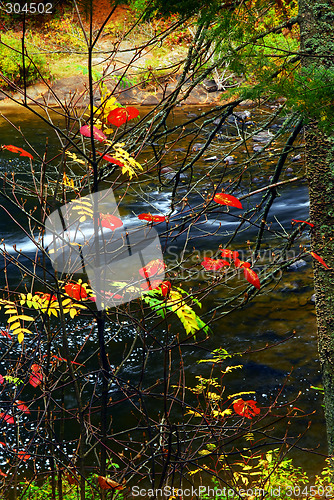 Image of Fall forest and river