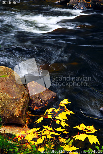 Image of Forest river in the fall