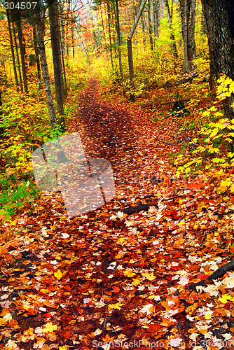 Image of Trail in fall forest